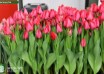 Tulipa Spryng Tide ® (2)